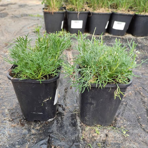 Stokrotka marokańska `Marrakech'